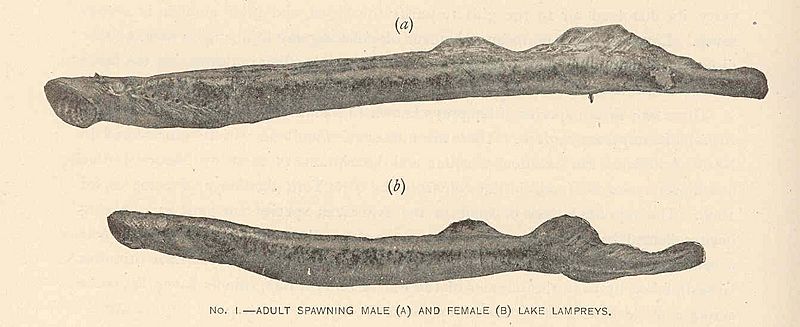 FMIB 41570 Adult spawning male (A) and Female (B) Lake Lampreys