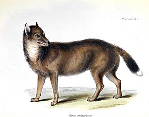 Falklandwolf Dusicyon culpaeus