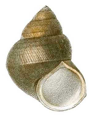 Filopaludina martensi shell.png