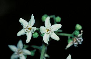 Flindersia bourjotiana flowers
