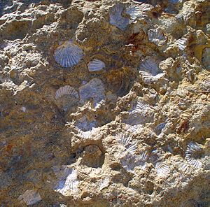 Fossilized seashells at the summit of Mt. Diablo, CA