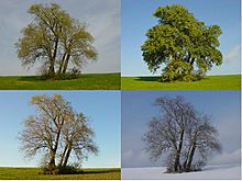 Four Poplars in four seasons