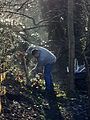 GT Digging out Holm Oak stumps