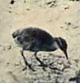 Gallirallus wakensis (cropped)
