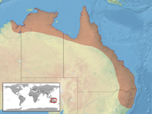 Gehyra australis distribution.png