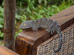 Gekko gecko 192144834.jpg
