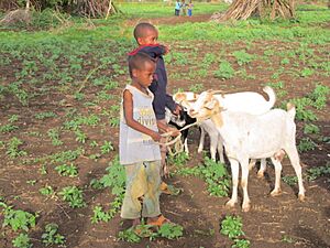 Goats are an important part of the solution to global food security because they are fairly low maintenance and easy to raise and farm