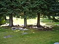 Grave markers of Ernest Hemingway & wife