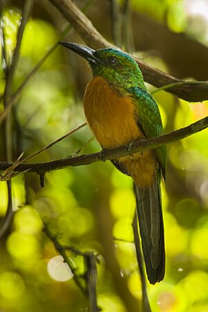 Great Jacamar - Panama H8O2675.jpg