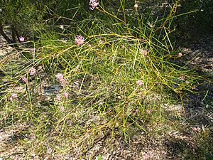 Grevillea bracteosa habit