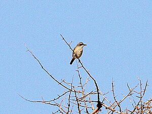 Herero Chat (Namibornis herero).jpg