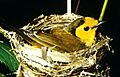Hoodedwarbler01