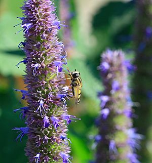 Hoverfly on Agastache Blue Fortune.jpg