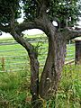 Husband and wife trees - Blackthorn