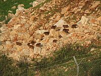 Hyrax colony