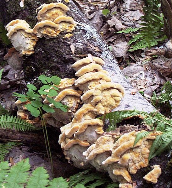 Inonotus cuticularis 14601