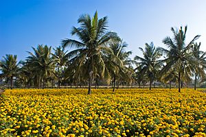 Intercropping coconut n Tagetes erecta