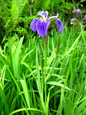 Iris setosa