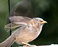 Jungle Babbler about to take off