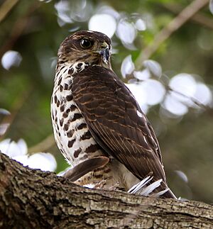Juvenile little sparrowhawk
