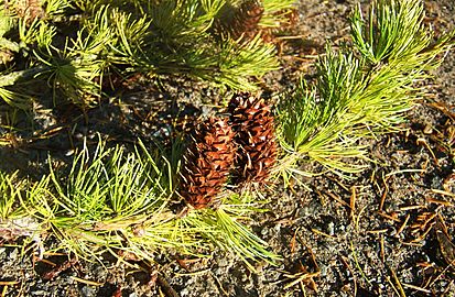 Larix occidentalis leaves cones