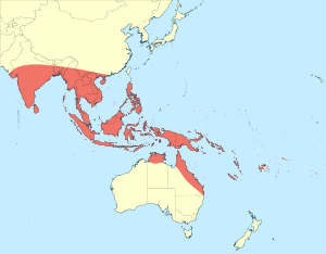 Lathrecista asiatica distribution map.svg