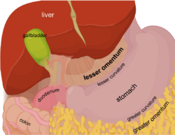 Lesser omentum EN.svg