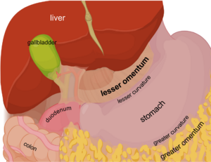 Lesser omentum EN
