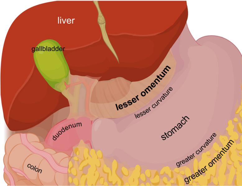 Lesser omentum EN