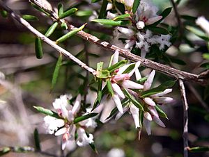 Leucopogon ericoides St Ives.jpg
