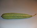 Luffa acutangula1