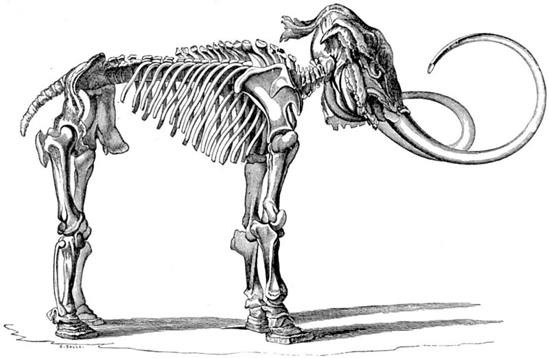 Mammuthus primigenius