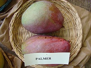 Mango Palmer Asit fs8.jpg