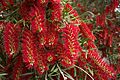 Melaleuca viminalis