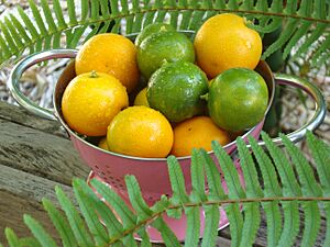 Mixed Calamondin-Calamansi