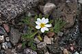 Monoptilon bellioides Death Valley