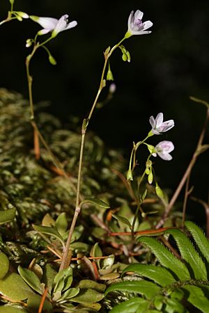 Montia parvifolia 1478.JPG