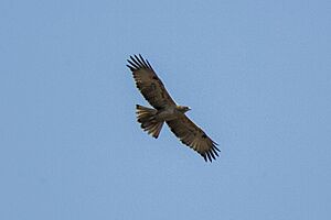 Mountain Hawk-eagle - Corbett NP - India 1186 (15340421640)