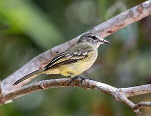 Myiopagis gaimardii - Forest Elaenia; Manacapuru, Amazonas, Brazil.jpg