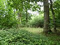 Norton Wood 6