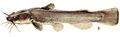 Noturus flavus