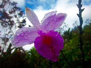 Orchid in Maricao, Puerto Rico