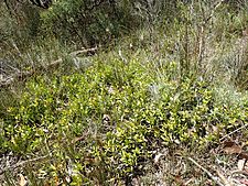 Persoonia procumbens habit