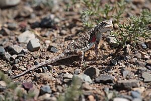 Phrynocephalus versicolor 2