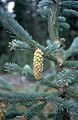 Picea engelmannii UGA1