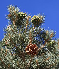 Pinyon pine cones Pinus monophylla