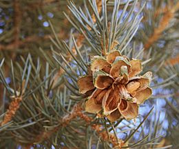 Pinyon with pine nuts in cone