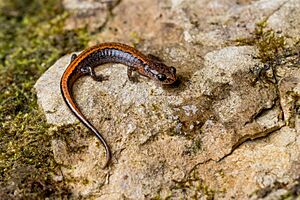 Plethodon websteri 169631142