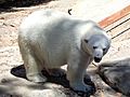 Polar bear in Denver Zoo