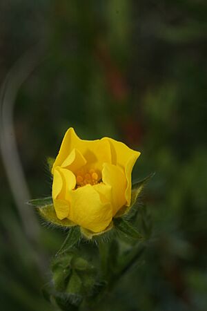 Potentilla diversifolia 5988